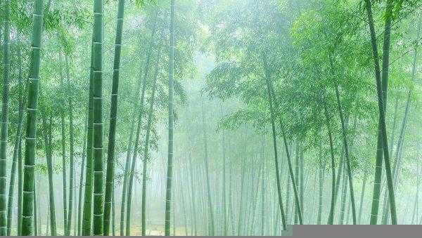 农村让竹子灭绝的办法