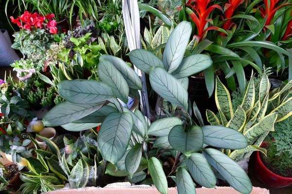 最耐阴的十大室内植物