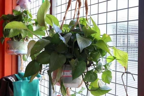 最耐阴的十大室内植物