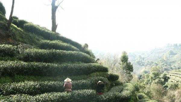 西湖龙井产地主要分布在哪里