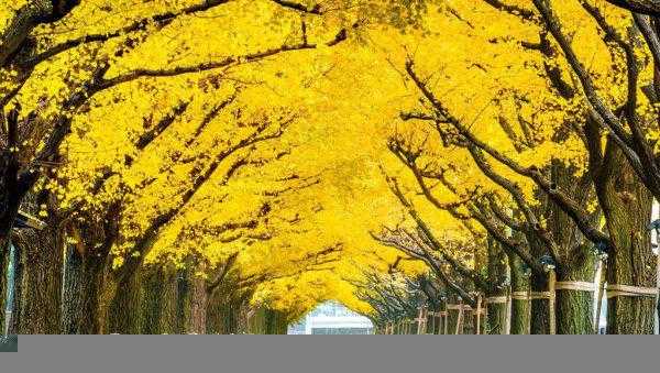 我国的国树是什么