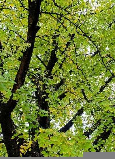 我国的国树是什么