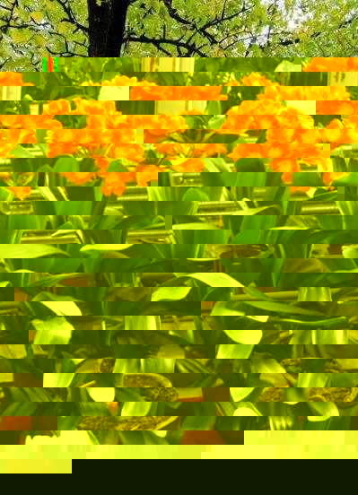 君子兰能不能晒太阳