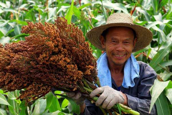 高粱是什么粮食