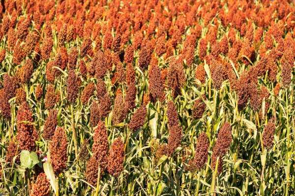 高粱是什么粮食