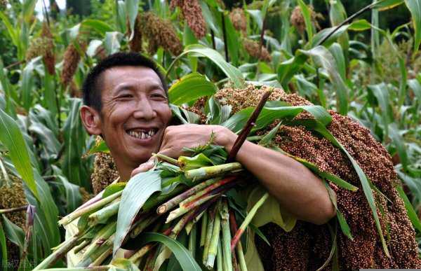 高粱是什么粮食