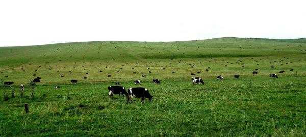 中国的自治区有哪些