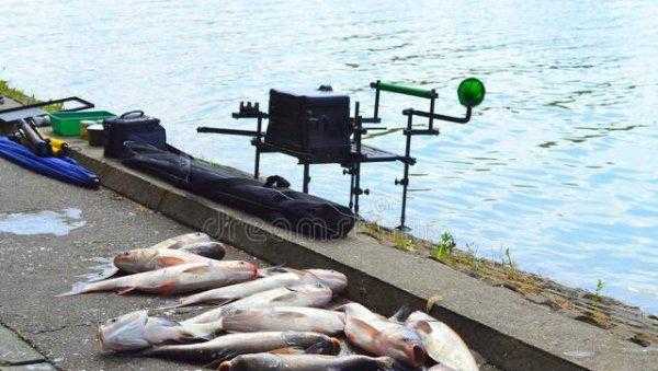 鲢鱼用什么饵料钓最好