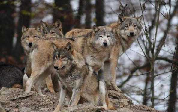 狈是狼和狐狸杂交的吗