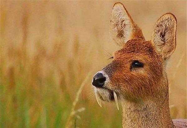 吸血鬼鹿真的吸血吗