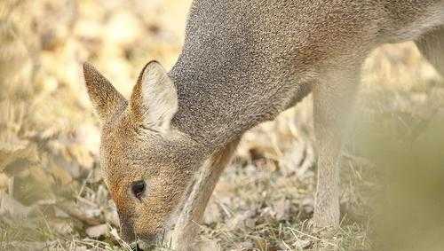 吸血鬼鹿真的吸血吗