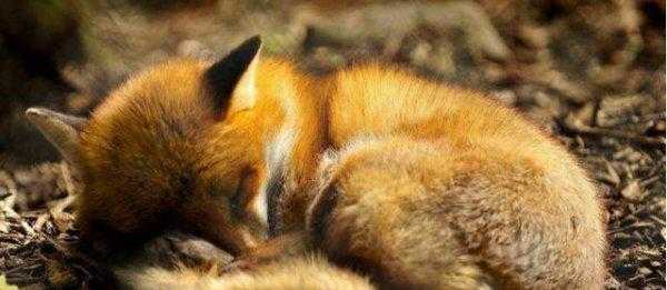 有的动物为什么要冬眠