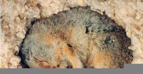 有的动物为什么要冬眠