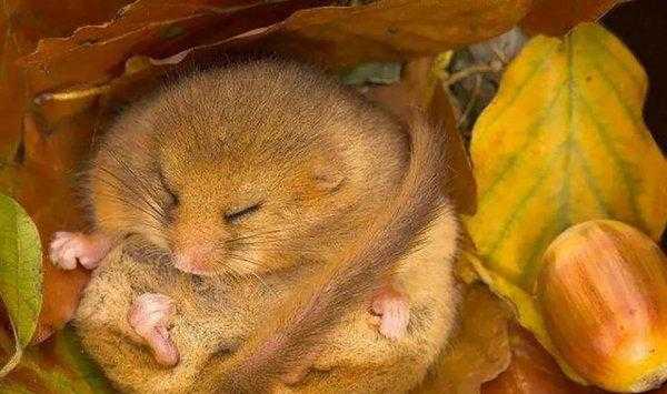 有的动物为什么要冬眠