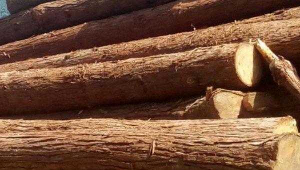 杉木和松木哪个更好