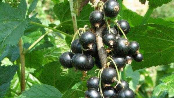 十大酸性水果排名