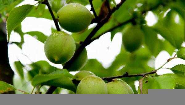 十大酸性水果排名