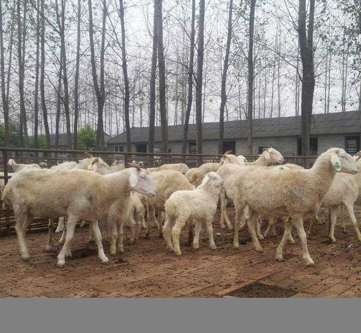 活羊多少钱一斤