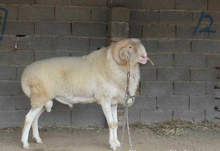 活羊多少钱一斤