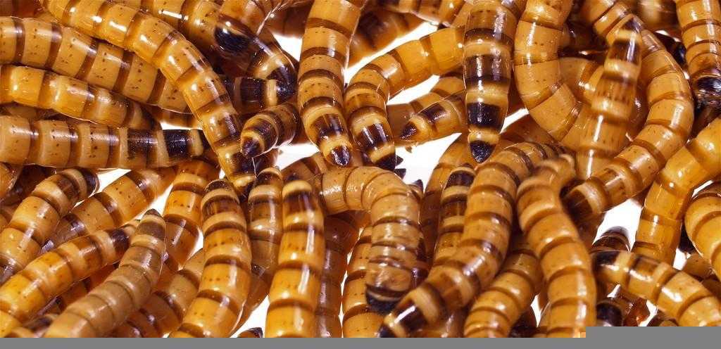 黄粉虫怎么养殖