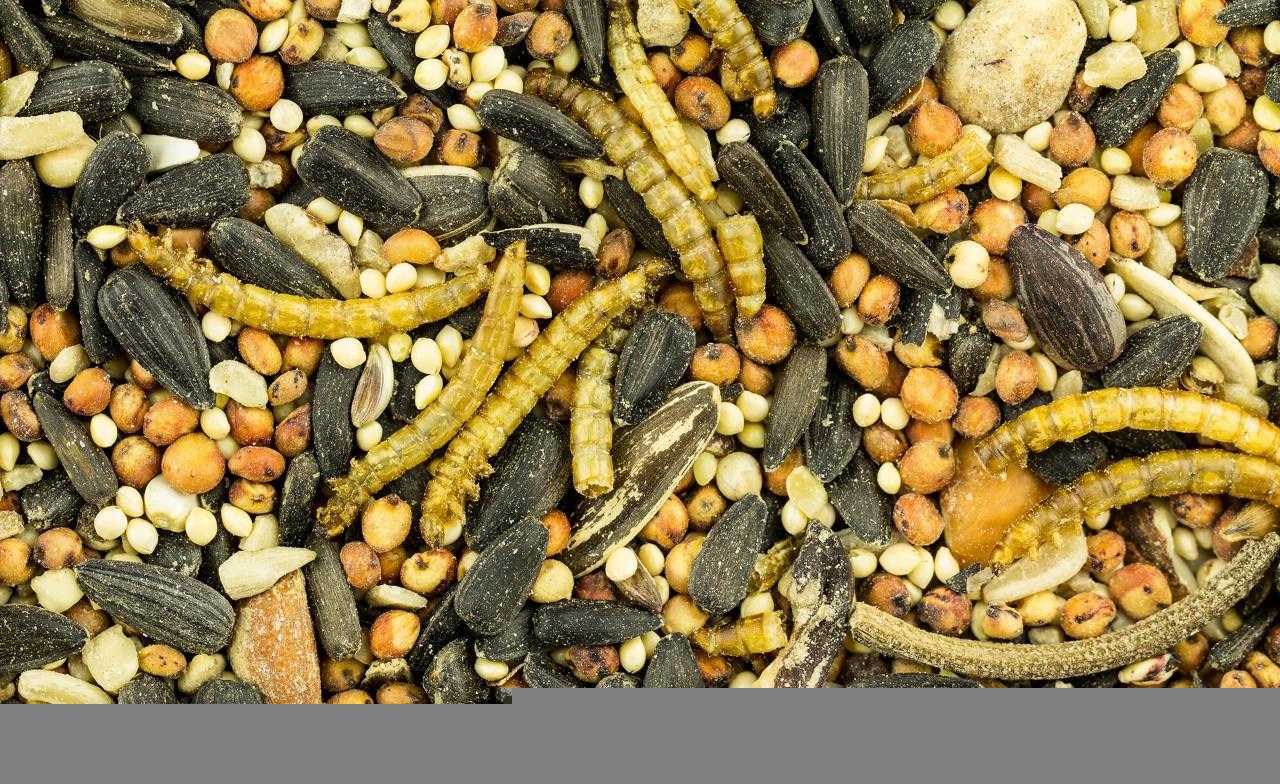 黄粉虫怎么养殖