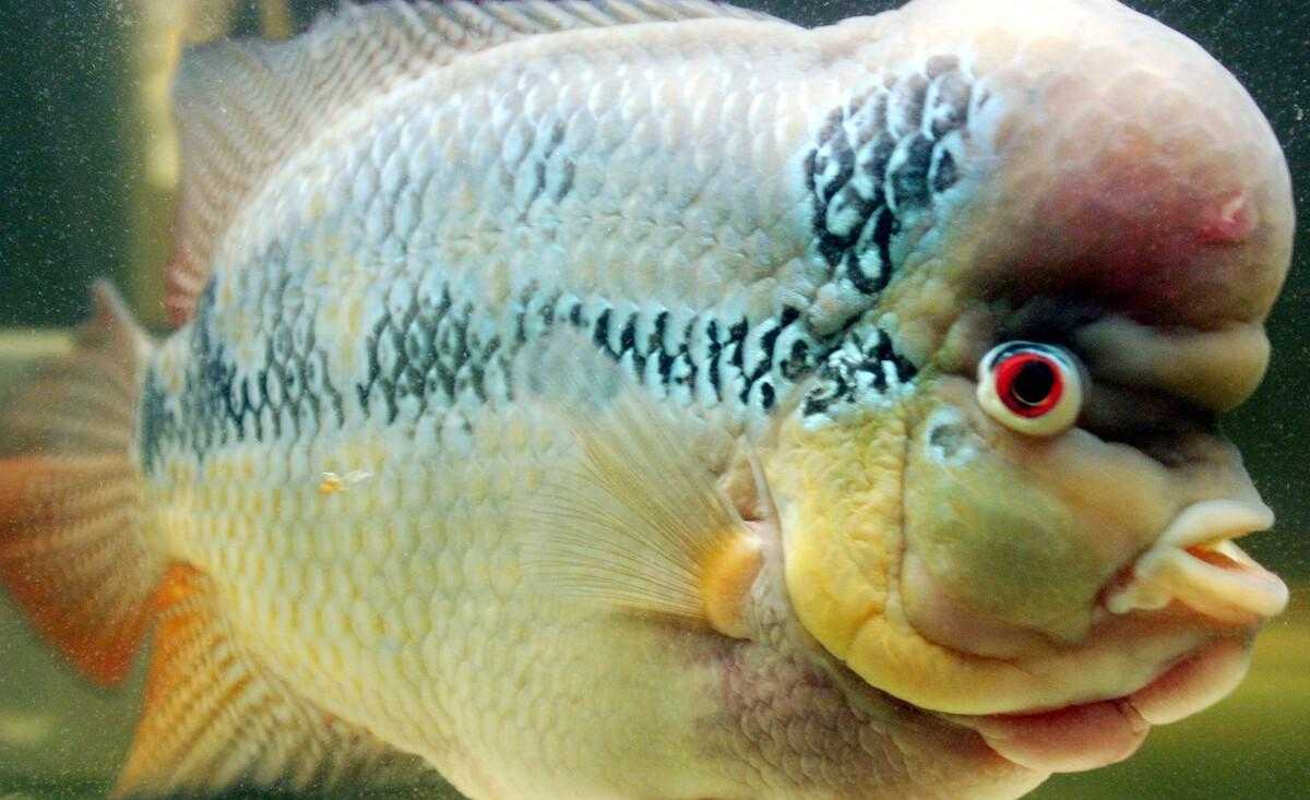 罗汉鱼的养殖方法和注意事项