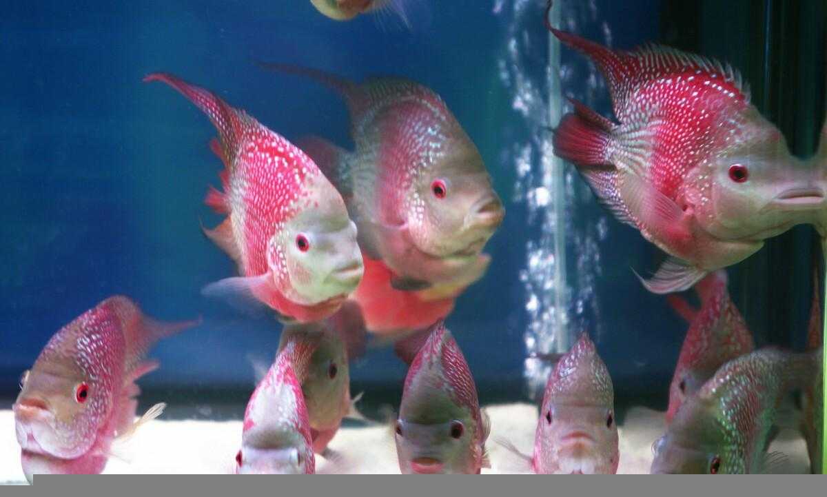 罗汉鱼的养殖方法和注意事项