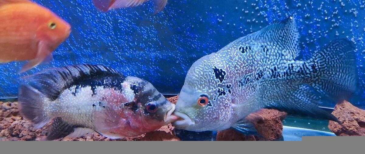 罗汉鱼的养殖方法和注意事项