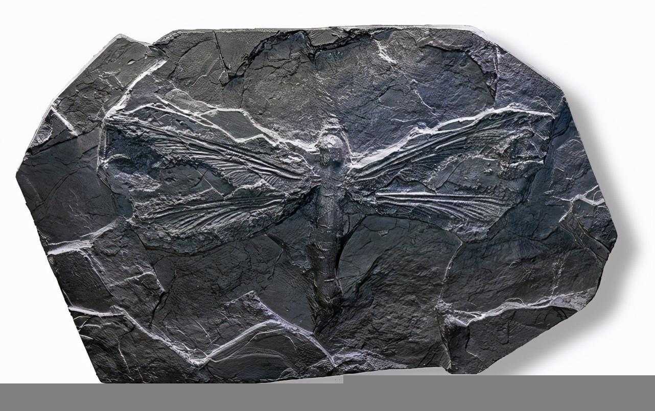 蜻蜓吃什么东西作为食物