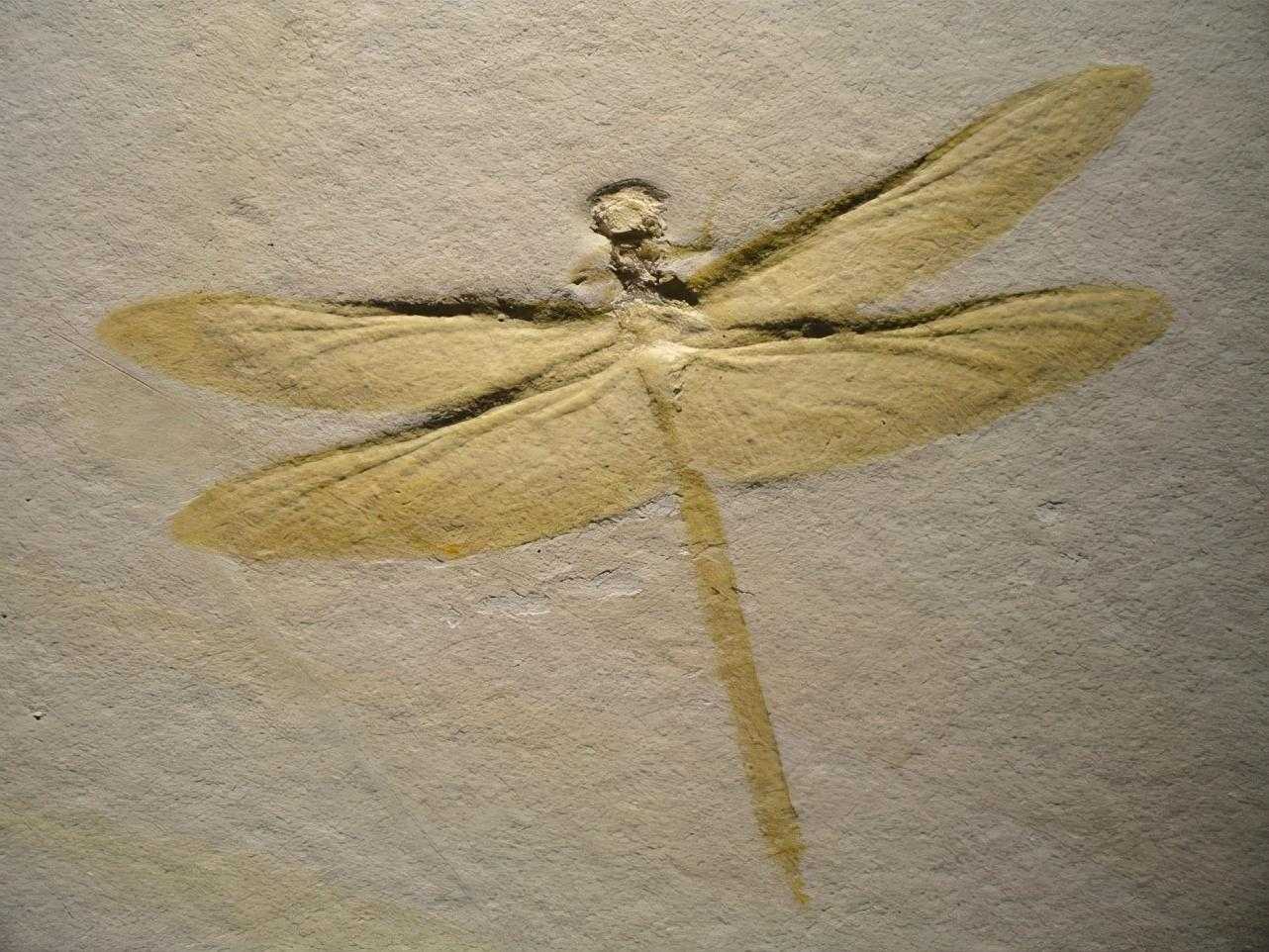 蜻蜓吃什么东西作为食物