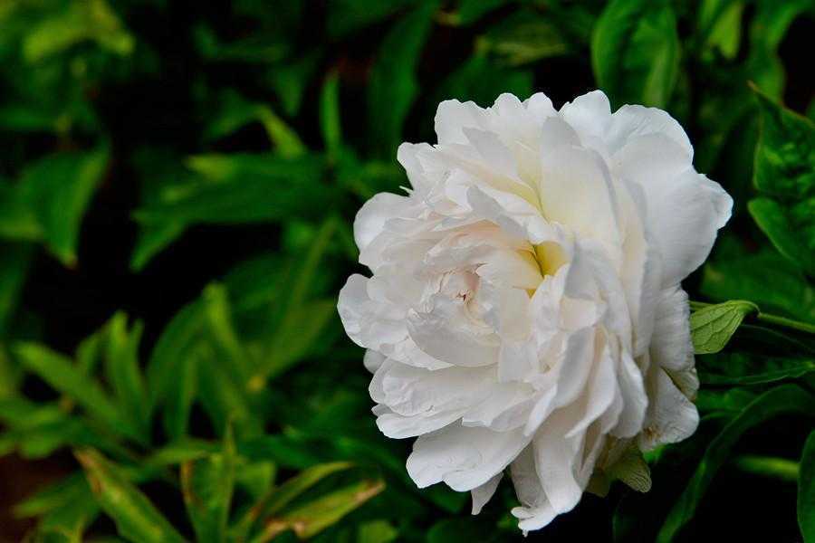 种植什么药材前景好