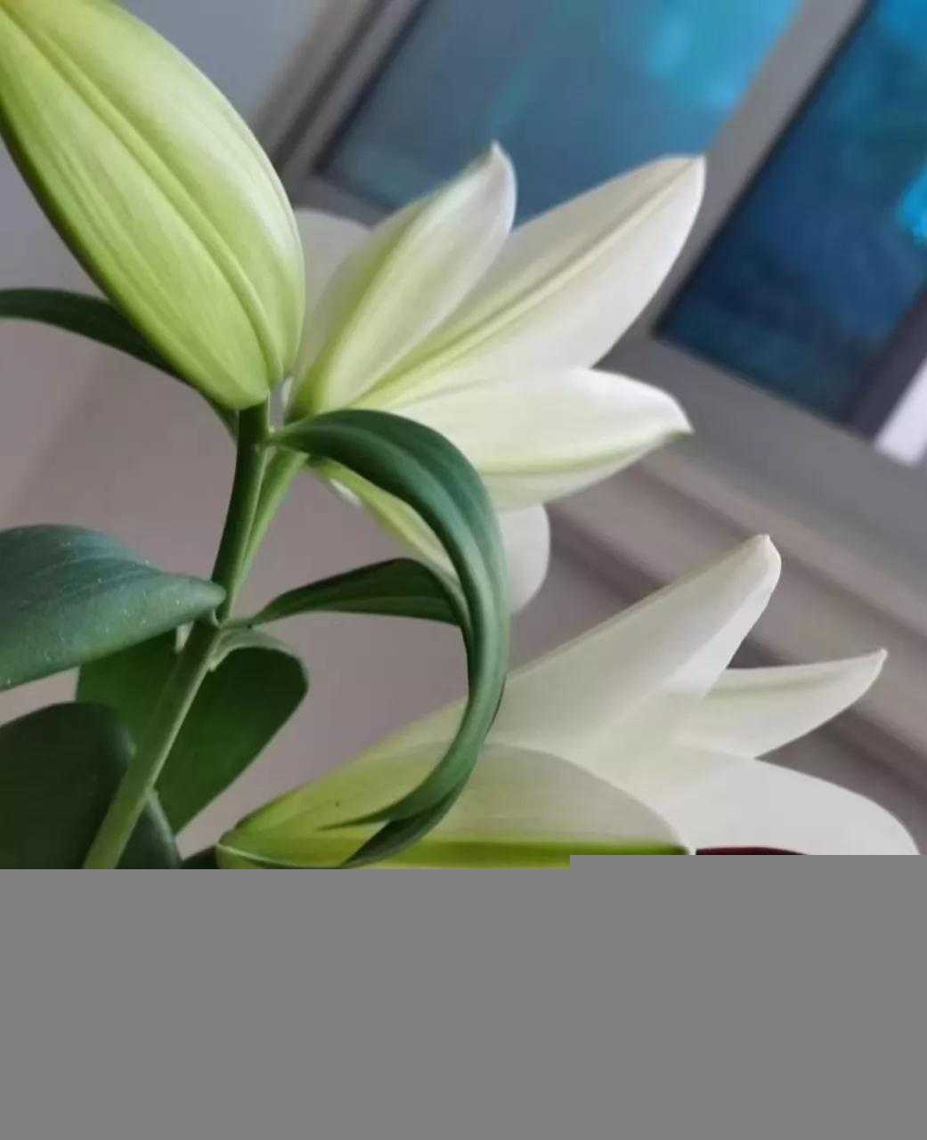 卡萨布兰卡是什么花