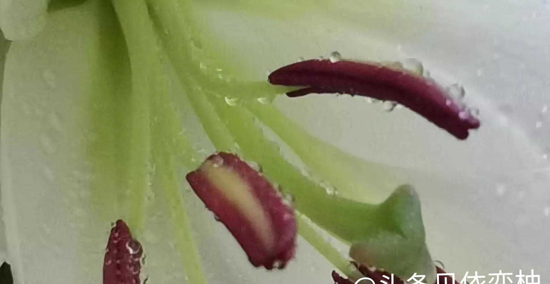 卡萨布兰卡是什么花