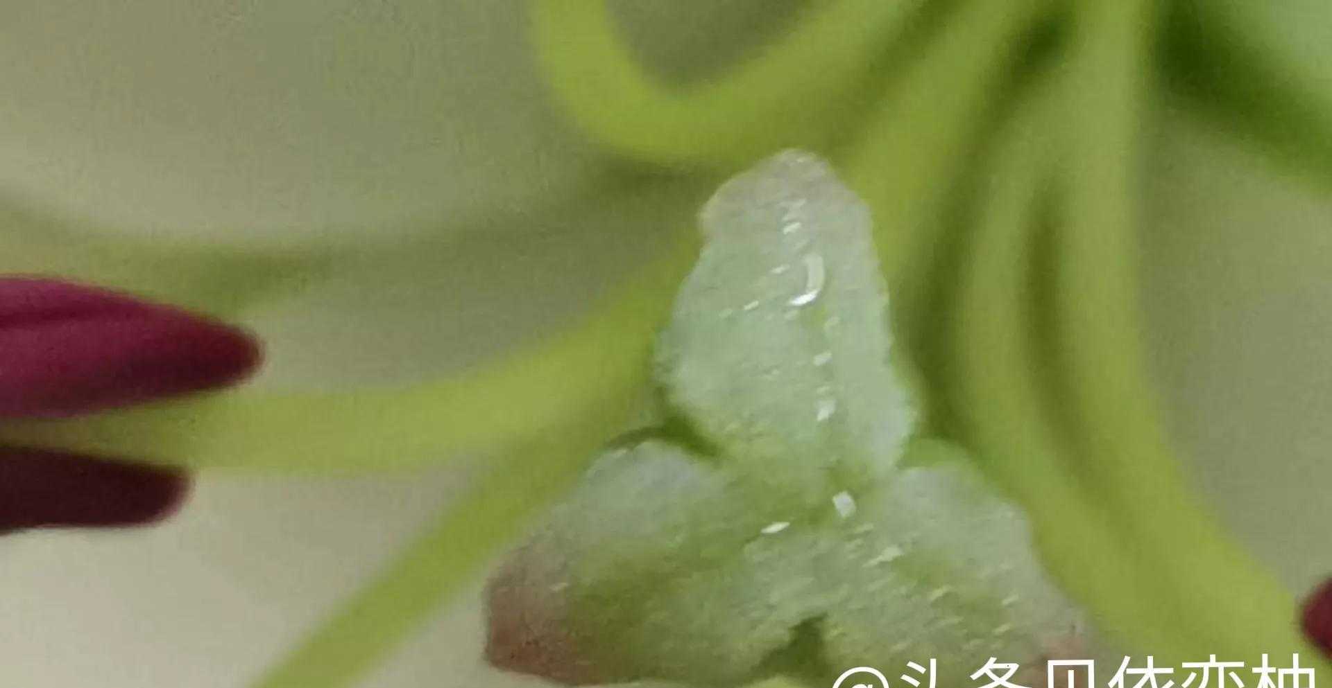 卡萨布兰卡是什么花