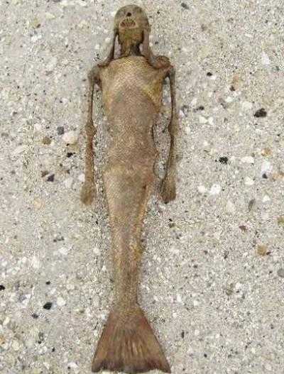 美国捕获的活黑鳞鲛人