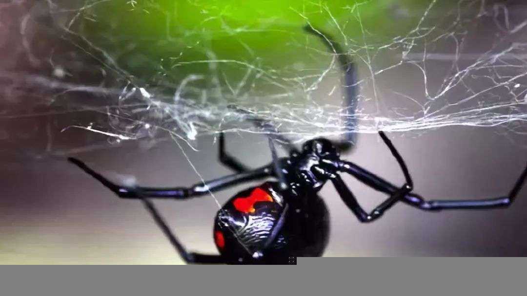 五毒为什么没有蜘蛛