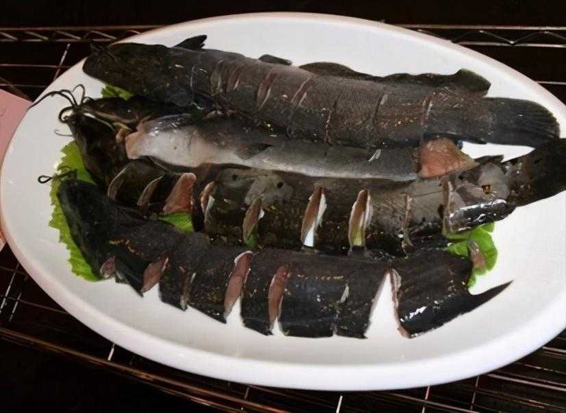 梭边鱼是世界上最脏的鱼吗