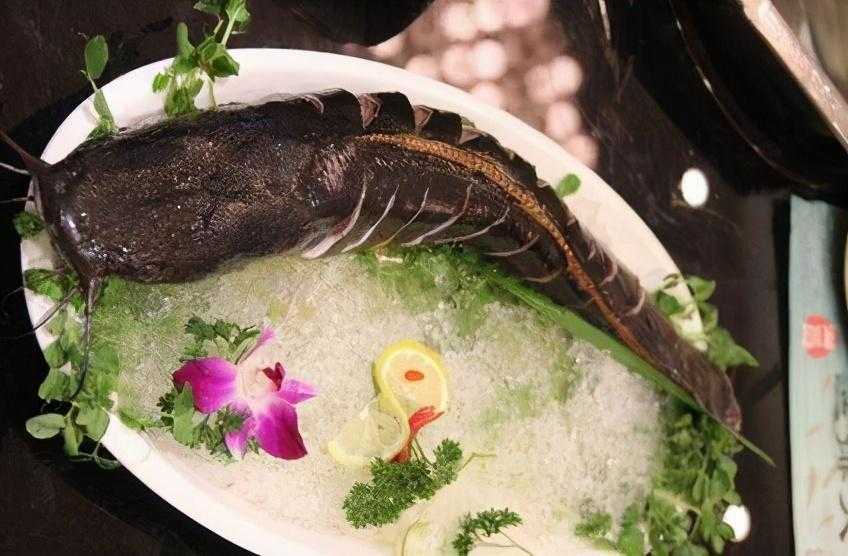 梭边鱼是世界上最脏的鱼吗