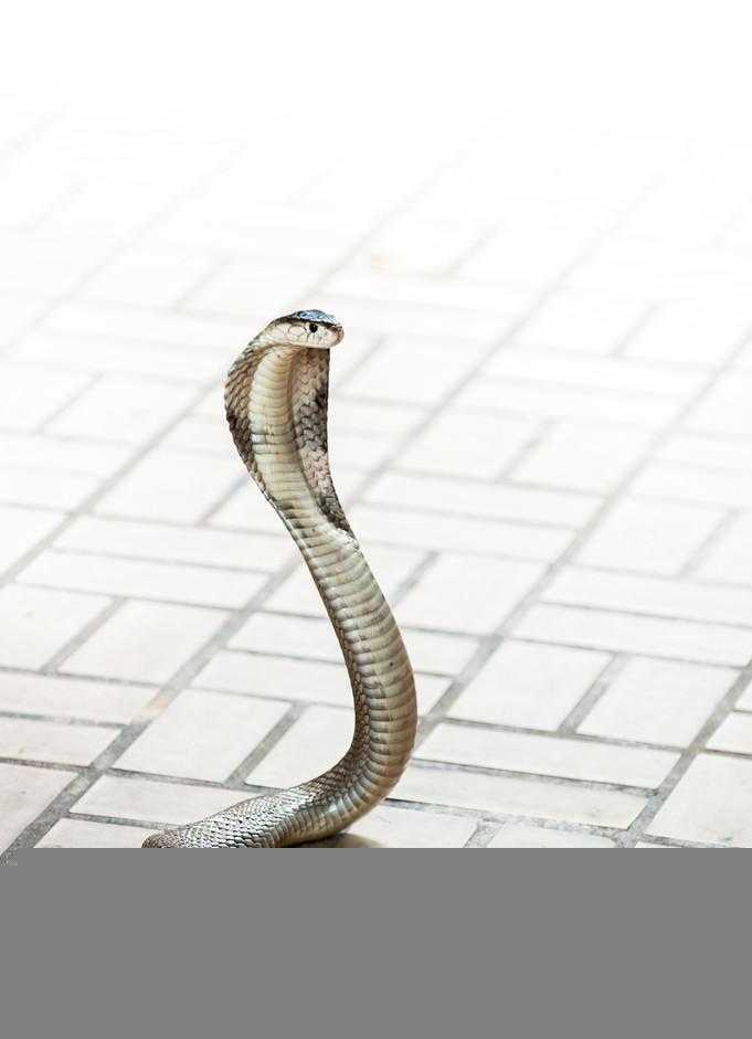 过山峰蛇为什么追人