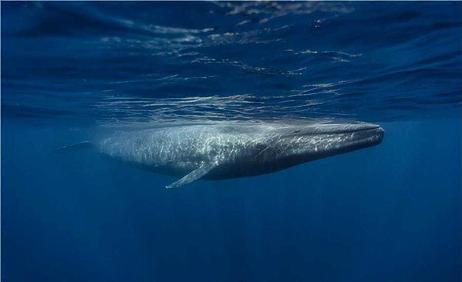 鲸鱼是世界上最大的动物吗