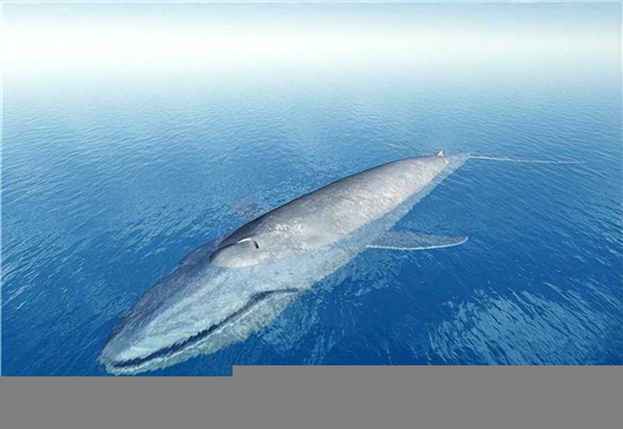 鲸鱼是世界上最大的动物吗