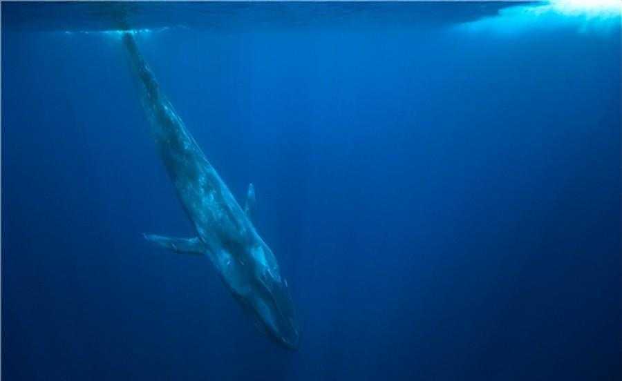 鲸鱼是世界上最大的动物吗