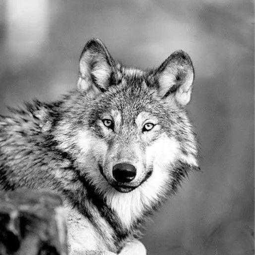 世界上最凶猛的狼王