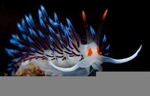 外表艳丽的海蛞蝓有毒吗