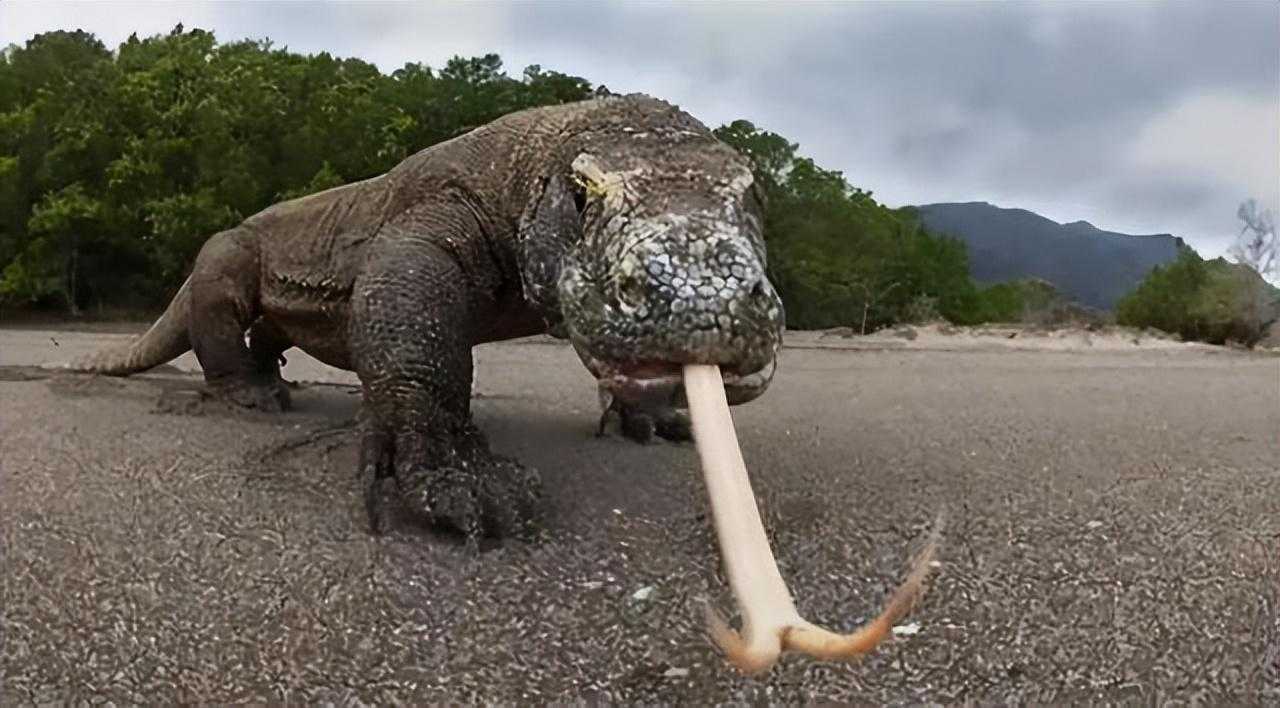 科莫多巨蜥有毒吗