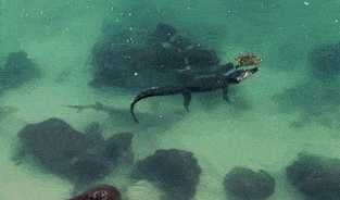 世界上三大可怕的鲨鱼