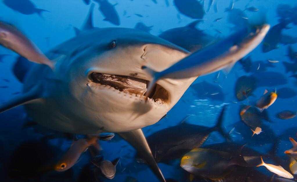 世界上三大可怕的鲨鱼