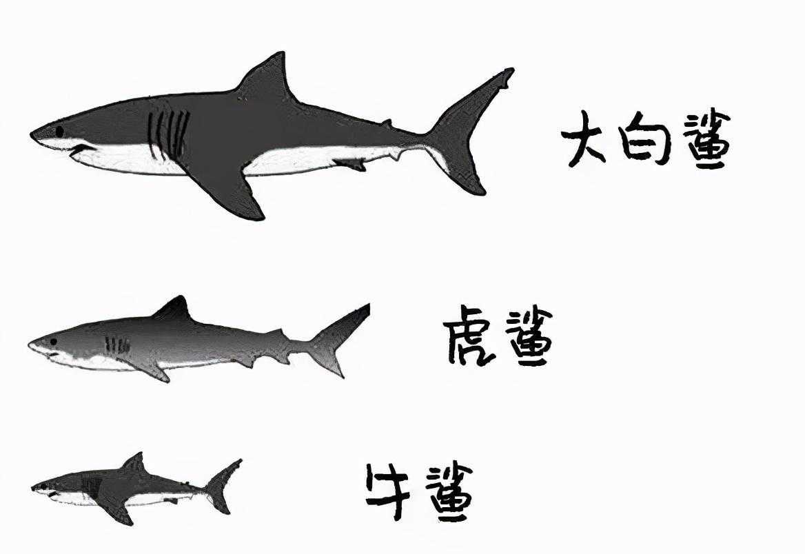 世界上三大可怕的鲨鱼