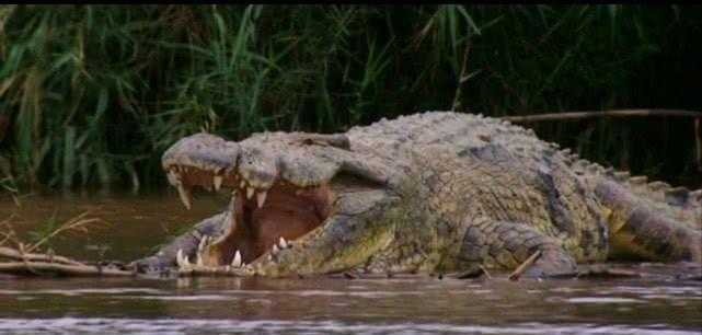 古斯塔夫鳄鱼有多大