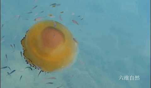 蛋黄水母长什么样子